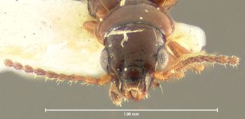 Media type: image;   Entomology 30328 Aspect: head frontal view